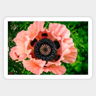 Poppy 3 Sticker